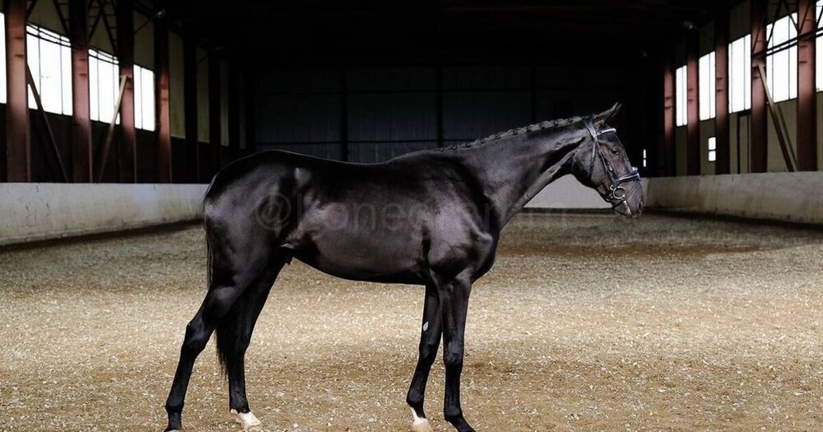 Конный спорт московская область