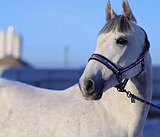 МАРШРУТЫ 80  ЛЮБИТЕЛЬСКИЙ СП