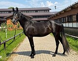 Кобыла 2022 гр
