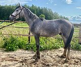 Серый жеребец 