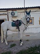 Мерин 175 см в/х