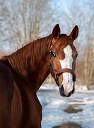 Молодая кобыла