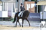 Тракененский мерин