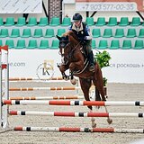 РЫЖИЙ МЕРИН В КОНКУР