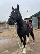 Жеребец шайр