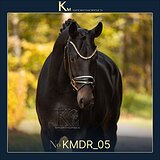 3-летний мерин в выездку