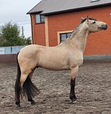 Молодой Андалуз 