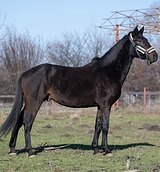 МОЛОДОЙ ЖЕРЕБЕЦ