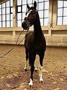 ГНЕДАЯ КОБЫЛА 176 СМ В ХОЛКЕ 