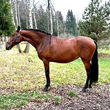 АНДАЛУЗСКАЯ КОБЫЛА 4 ГОДА 