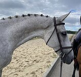 МЕРИН В ХОББИ