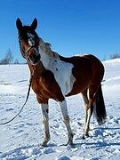 Эксклюзивная тракеночка