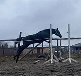Жеребец