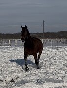 Тракен. кобыла в матки 2010гр