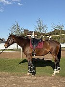 Мерин в выездку 