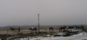 Кони Аллюра