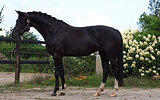 Импортная кобыла с происхо