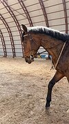 в спорт в/х170см 2023г.р.
