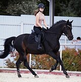 УНИВЕРСАЛЬНЫЙ МЕРИН