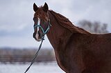 пони-класс в/х148см 2016г.р.
