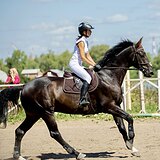 Срочно! Мерин 177вх