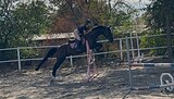 Мерин УВП конкур