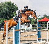 Ганноверский мерин 