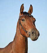 Флегматичная кобыла в конк