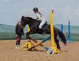 пони-класс в/х132см 2019г.р.