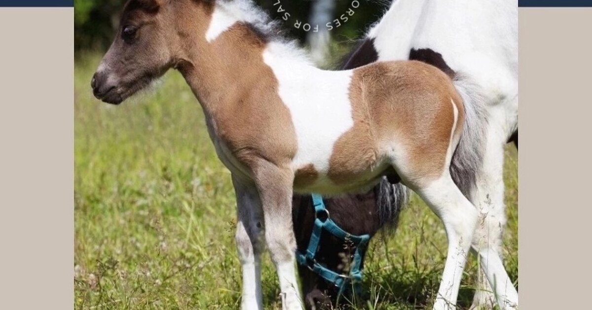 ратник камуфляж пустынный. армейское снаряжение. модульная разгрузочная система группа 99. экипировка разведчика спецназ гру. Non-stop пояс для каникросса и скиджоринга.