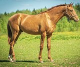 МОЛОДОЙ ЖЕРЕБЦ В ЛЮБУЮ ДИСЦ