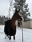 Мерин KWPN