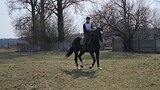 Выездковая Кобыла