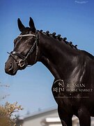 Кобыла в выездку!