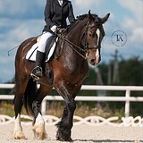 ШАЙР 178 СМ В ХОЛКЕ