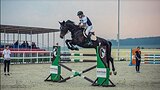 Опытная турнирная лошадь 