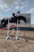 Жеребец в конкур 