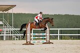 Конкурная кобыла 