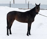 КОБЫЛА В КОНКУР