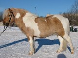 Кашкай к случке