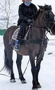 Жеребец 