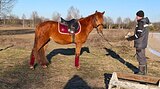 Мерин 