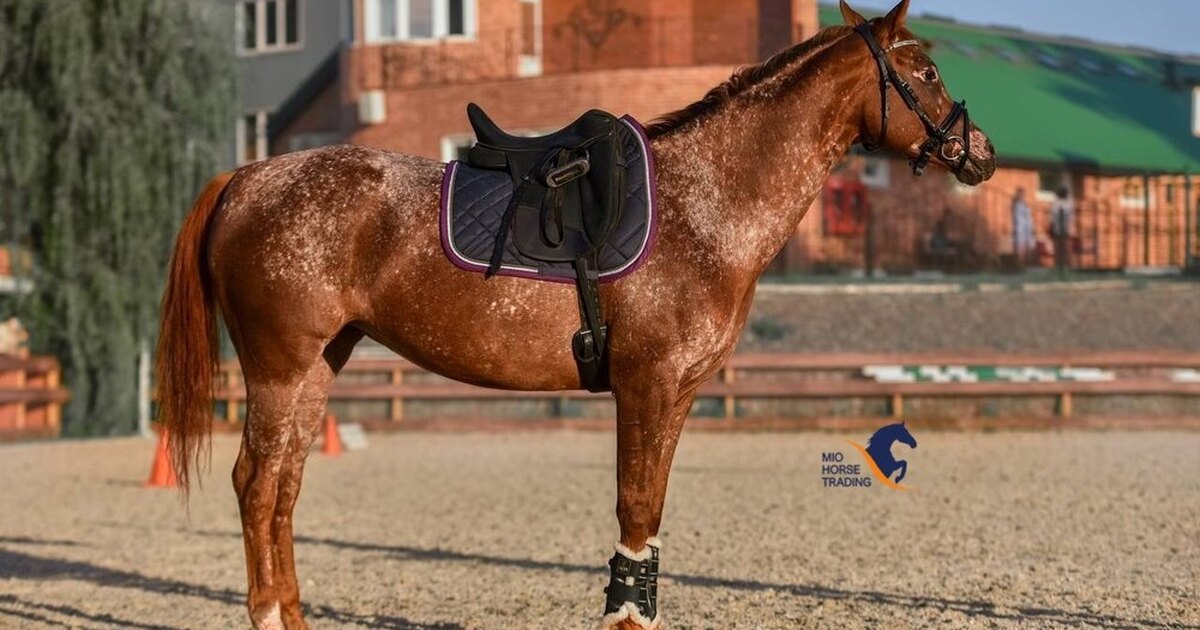 Ноги конного спорта