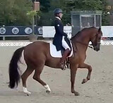 Большепризный мерин