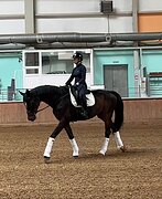 Выездковая кобыла 