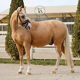 ПОНИ 9 ЛЕТ 132 СМ В ХОЛКЕ