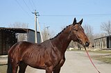 тракен в спорт