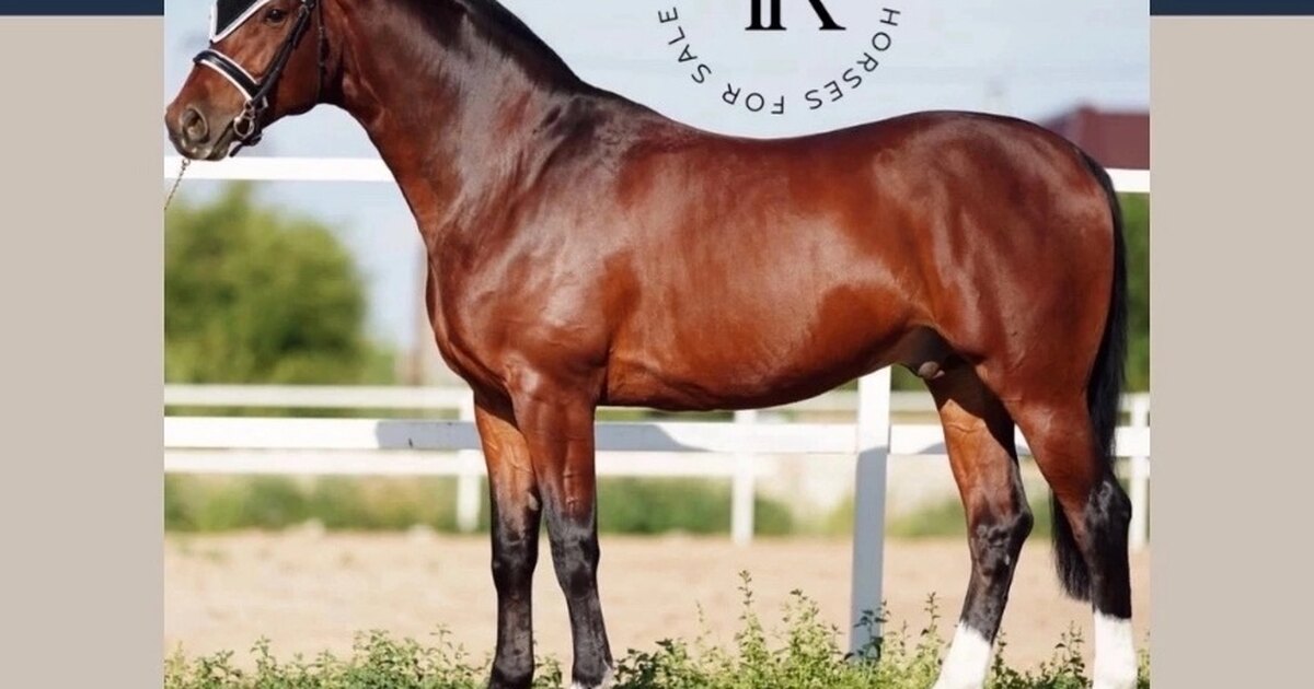 какие бывают породы в коневодстве. животноводство коневодство. орловский рысак дротик. данные лошадей. породы коней названия.