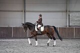 Мерин 1266