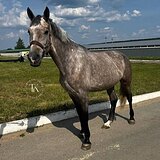 ДОМА ПРЫГАЕТ ДО 115 СМ